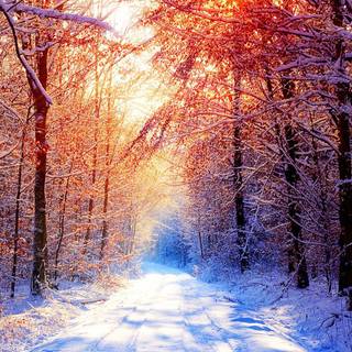 Winter snow trail wallpaper