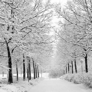 Winter snow trail wallpaper