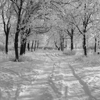 Winter snow trail wallpaper