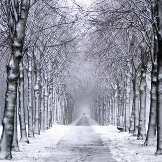 Winter snow trail wallpaper