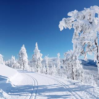 Winter snow trail wallpaper