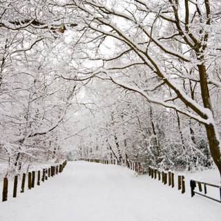 Winter snow trail wallpaper