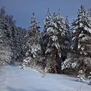 Winter snow trail wallpaper