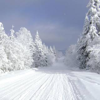Winter snow trail wallpaper