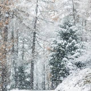 Winter snow trail wallpaper
