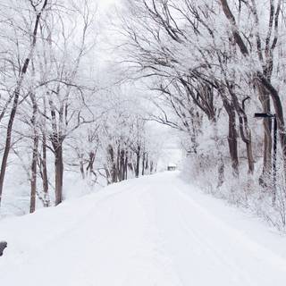 Winter snow trail wallpaper