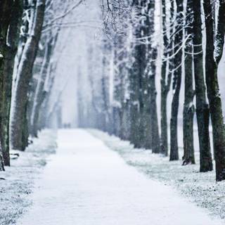 Winter snow trail wallpaper