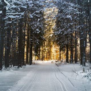 Winter snow trail wallpaper