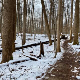 Winter snow trail wallpaper