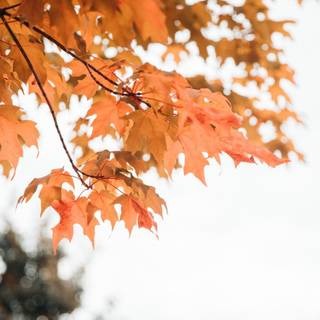 Autumn minimal desktop wallpaper
