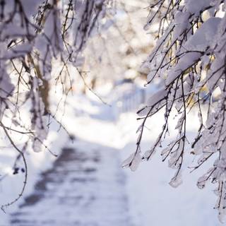 Aesthetic winter tree branch wallpaper