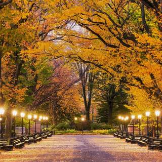 Autumn Central Park iPhone wallpaper