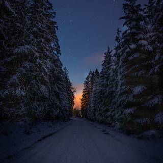 Winter road forest wallpaper