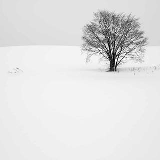 Winter tree minimal wallpaper