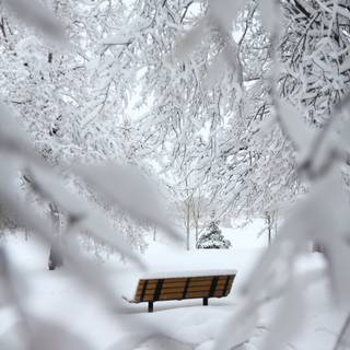 Winter snow landscape wallpaper