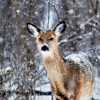 Winter iPhone 12 Pro wallpaper