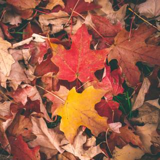 Thanksgiving fall iPhone wallpaper