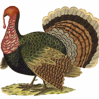 Turkey Happy Thanksgiving wallpaper