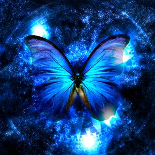 Blue butterfly 4k wallpaper