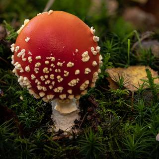 Amanita wallpaper