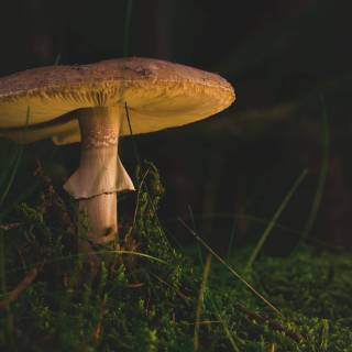 Amanita wallpaper