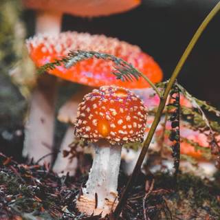 Amanita wallpaper
