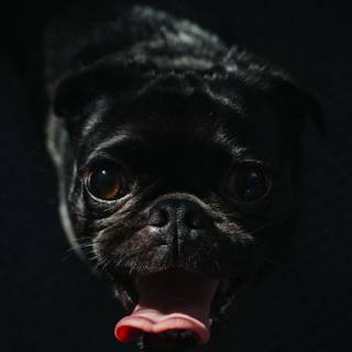 Black dog 4k wallpaper