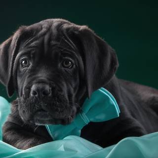 Black dog 4k wallpaper