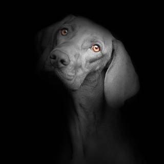 Black dog 4k wallpaper