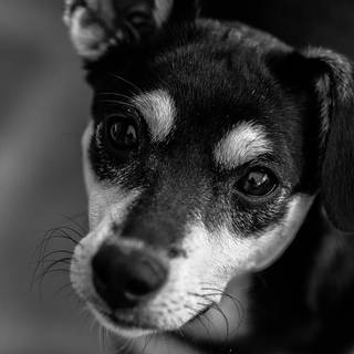 Black dog 4k wallpaper