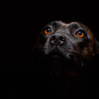 Black dog 4k wallpaper