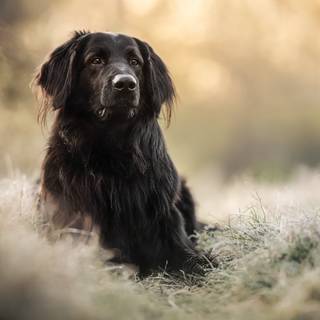 Black dog 4k wallpaper