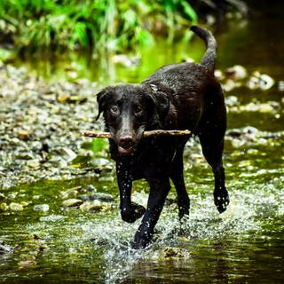 Black dog 4k wallpaper