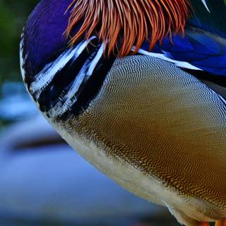 Duck phone wallpaper