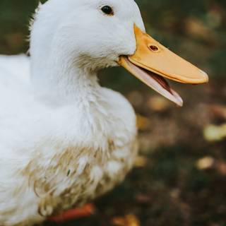 Duck phone wallpaper