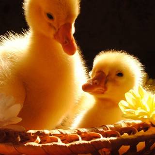 Duck phone wallpaper