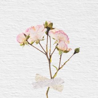 Minimalist aesthetic phone wallpaper