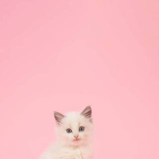Kitten iPhone wallpaper