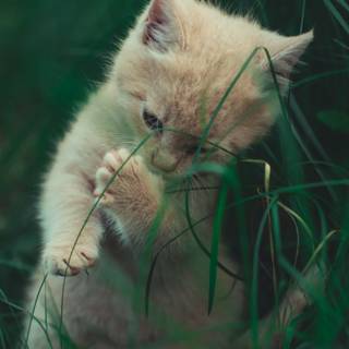 Kitten iPhone wallpaper
