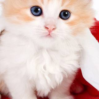 Kitten iPhone wallpaper