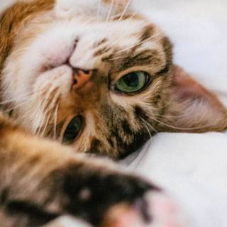 Kitten iPhone wallpaper