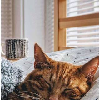 Kitten iPhone wallpaper