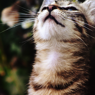 Kitten iPhone wallpaper