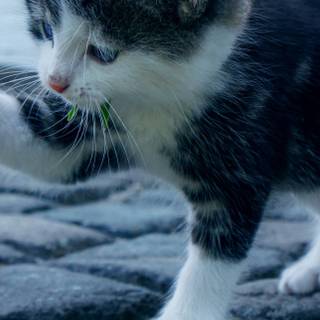 Kitten iPhone wallpaper