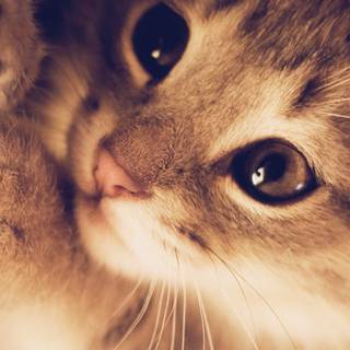 Kitten iPhone wallpaper