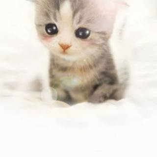 Kitten iPhone wallpaper