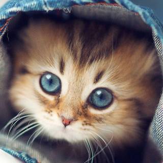 Kitten iPhone wallpaper