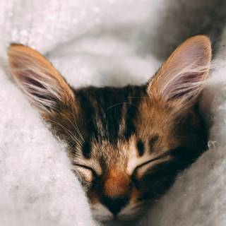 Kitten iPhone wallpaper