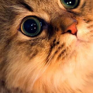 Kitten iPhone wallpaper