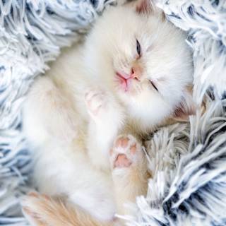 Kitten iPhone wallpaper